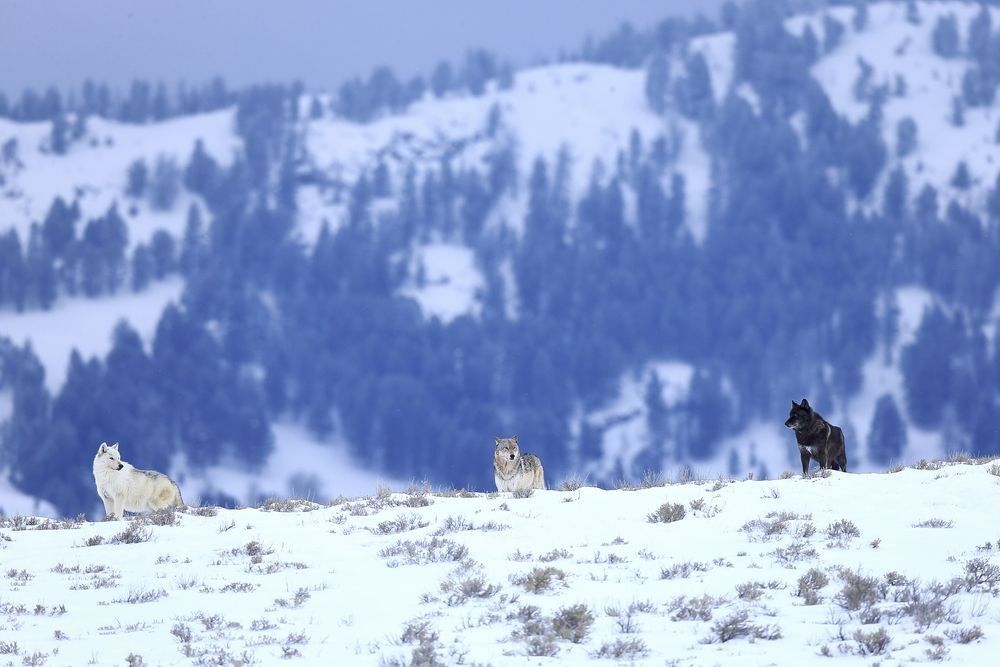 Gray wolves moving through snowy Yellowstone valley landscape photographed by Robbie George