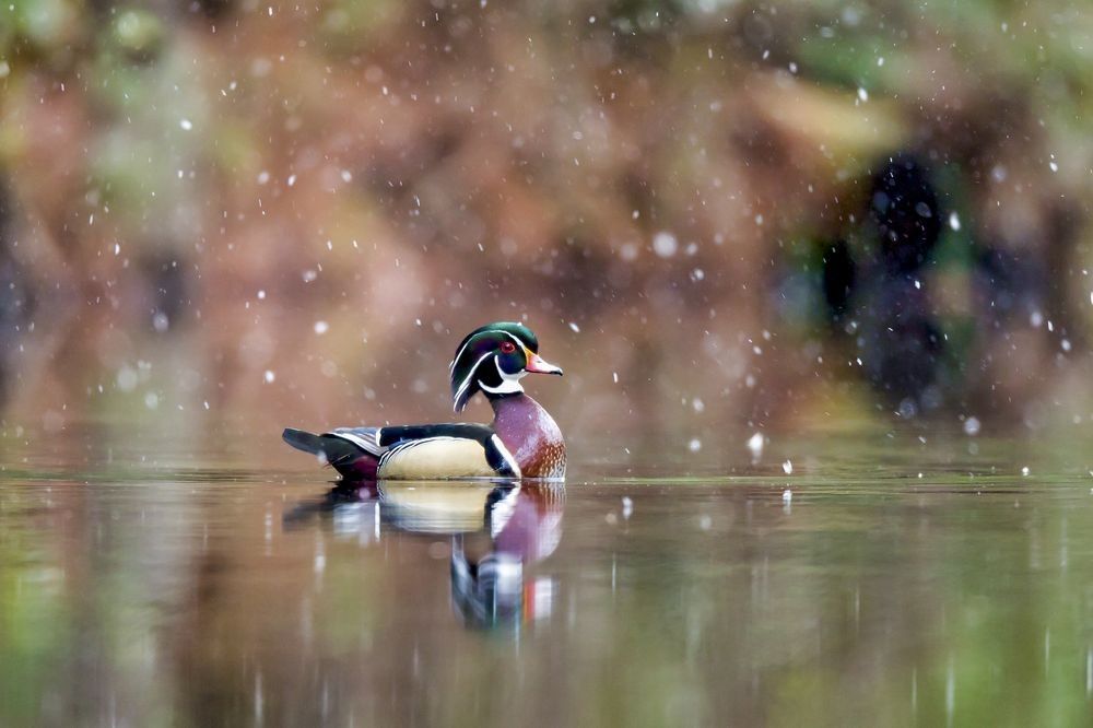 Wood Duck floating on calm wetland water in snowfall with soft forest background photographed by Robbie George