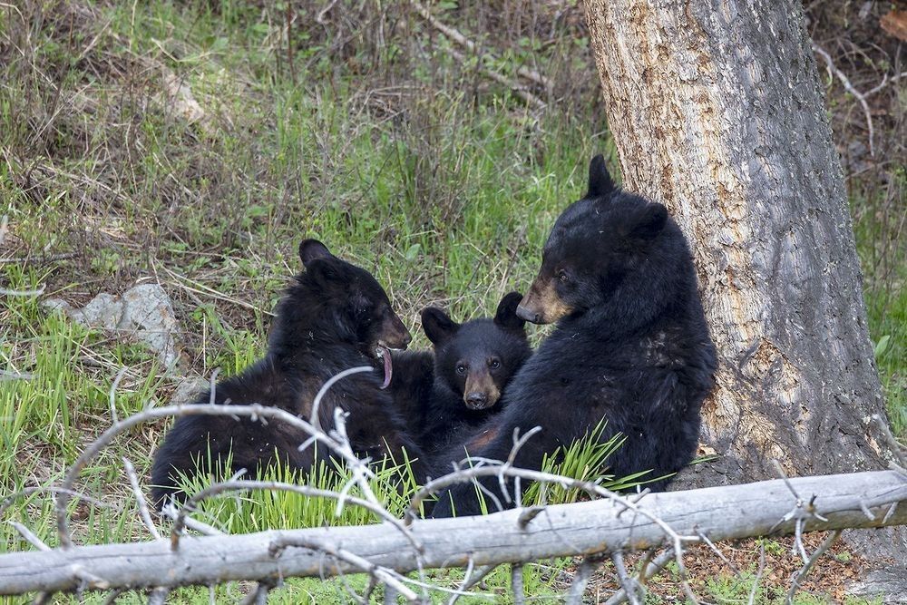 Black bear mother with cubs during spring in Yellowstone National Park photographed by Robbie George