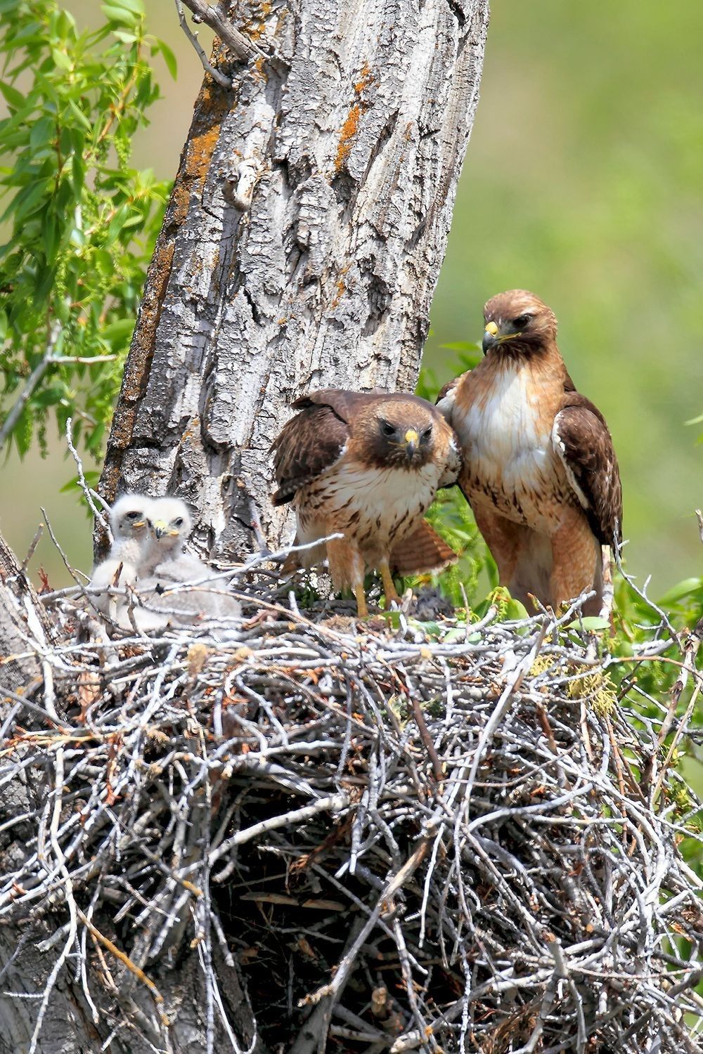 Red-tailed hawk family at nest with chicks in a tree showing breeding behavior and parental care — Naturepedia wildlife photography by Robbie George