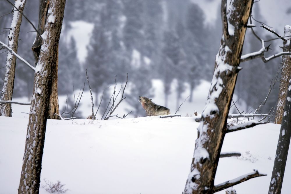 Gray wolf photographed by wildlife photographer Robbie George