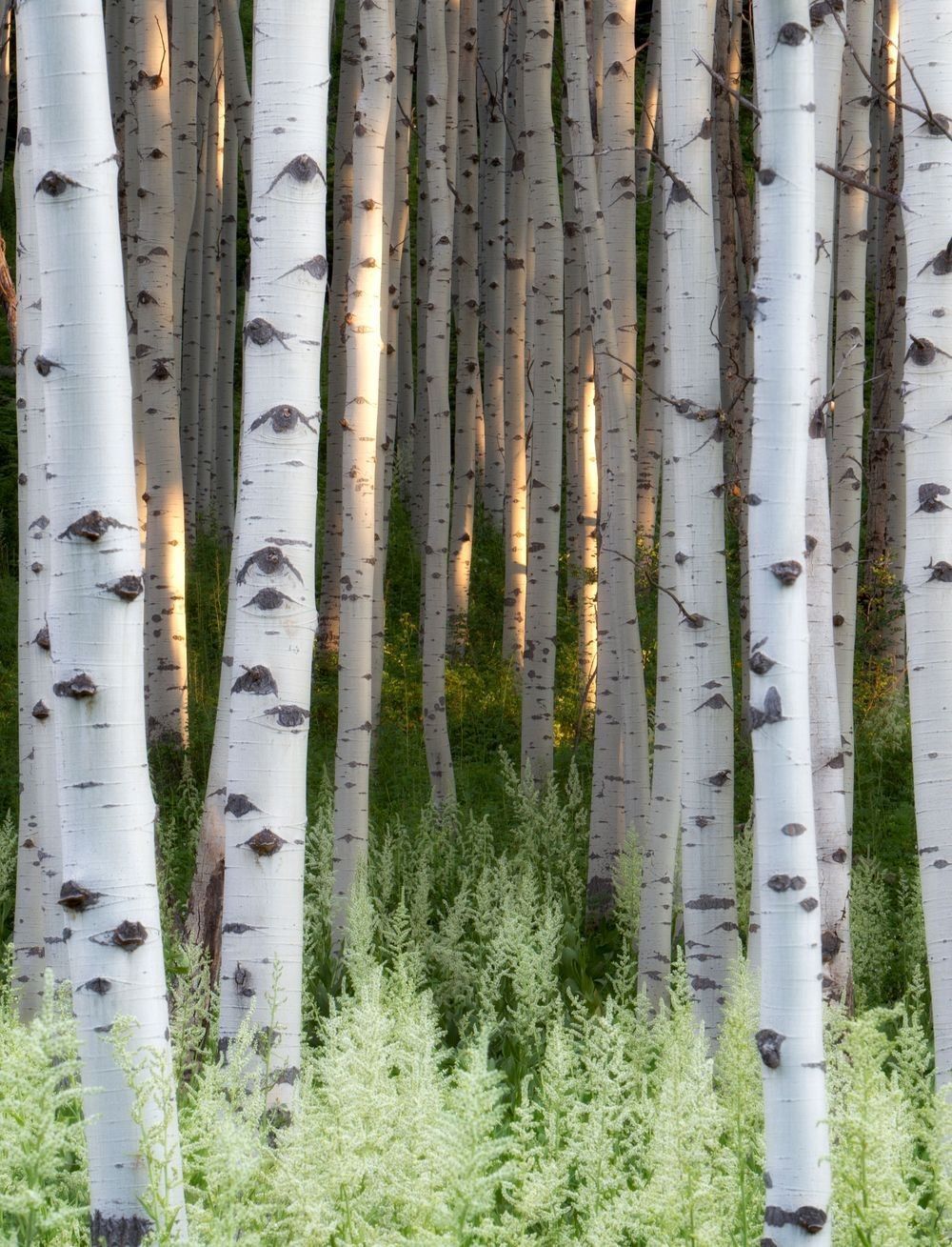 Aspen forest plant community with white trunks, understory vegetation, layered habitat structure, and native plant systems photographed by Robbie George