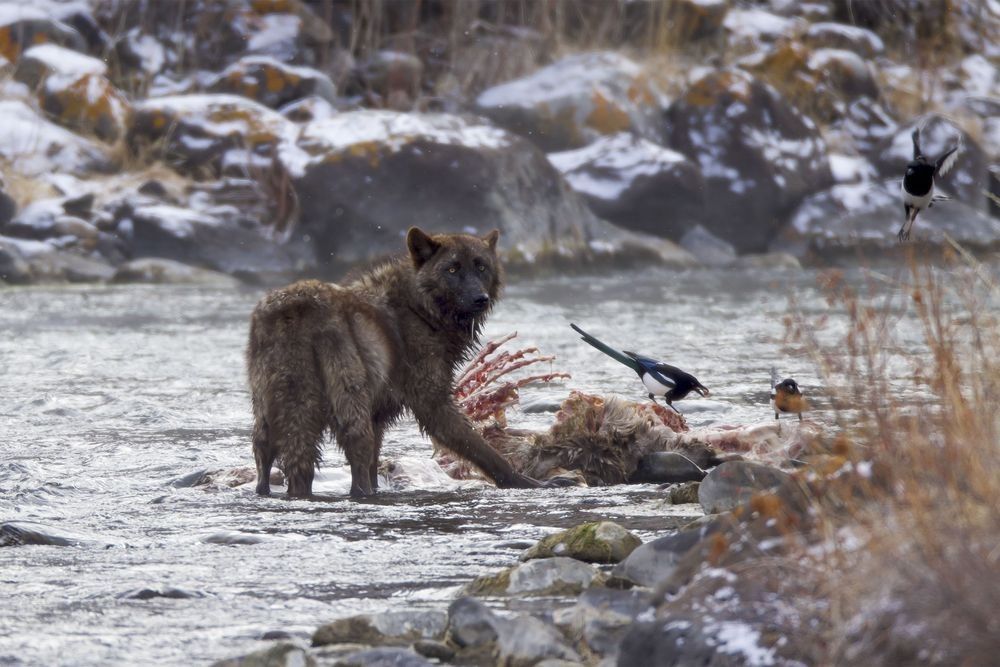 Gray wolf feeding on carcass in a snowy Yellowstone river with magpies nearby, showing predator-prey interaction, scavenger behavior, and winter survival dynamics in Yellowstone National Park