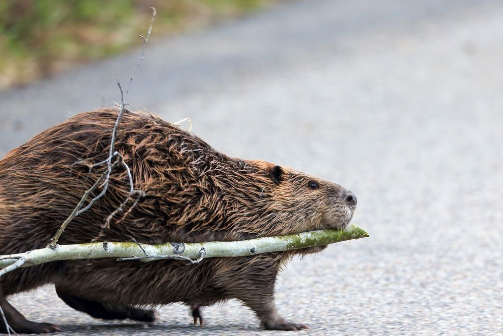 Beaver carrying a branch across a road near wetland habitat, showing dam-building behavior and ecosystem engineering — photographed by Robbie George