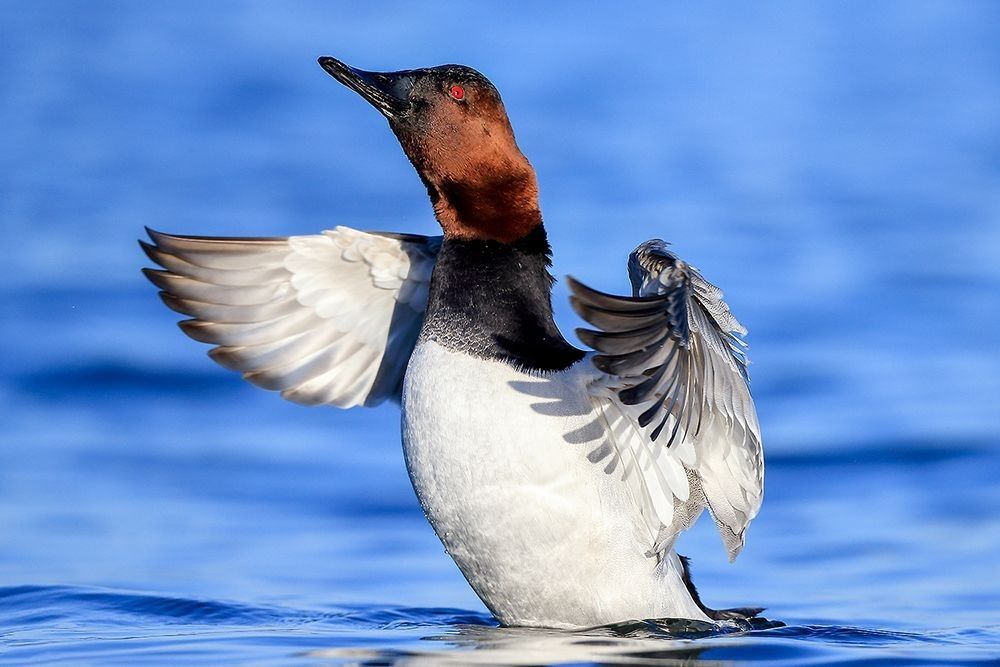 Canvasback duck displaying on calm Chesapeake Bay water, showing estuary waterfowl behavior, migration patterns, and tidal habitat interaction