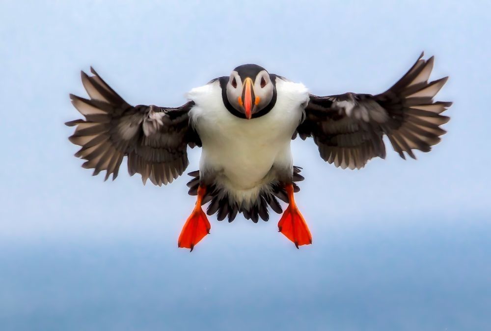 Atlantic puffin landing with wings spread above Machias Seal Island breeding colony habitat