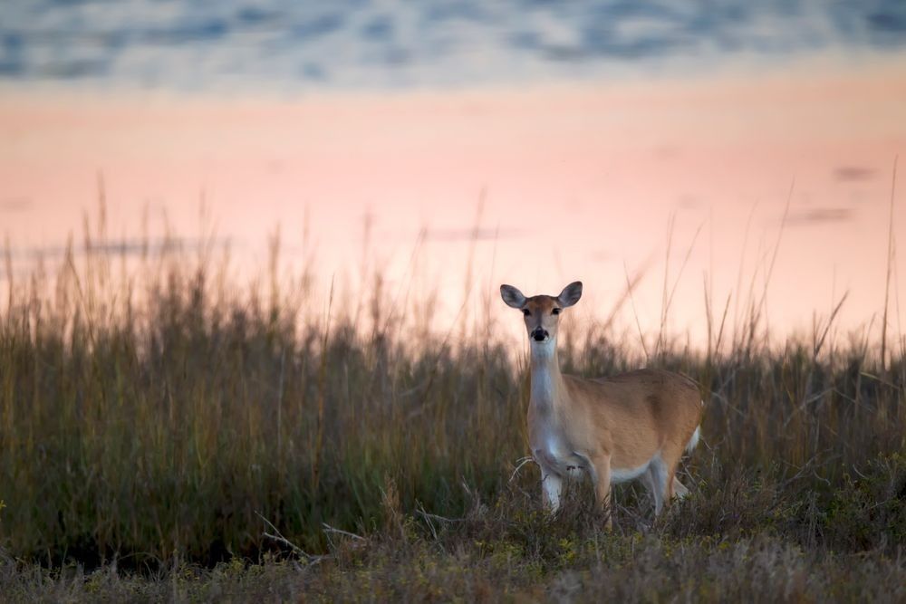 White-tailed deer standing in coastal grassland near marsh habitat at Aransas National Wildlife Refuge on the Texas Gulf Coast