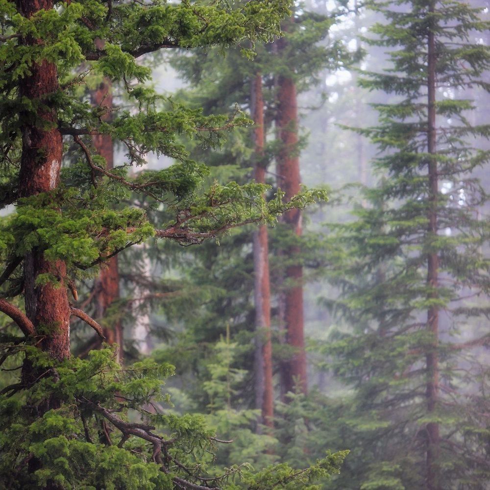 Lodgepole pine forest atmosphere in Yellowstone National Park photographed by Robbie George
