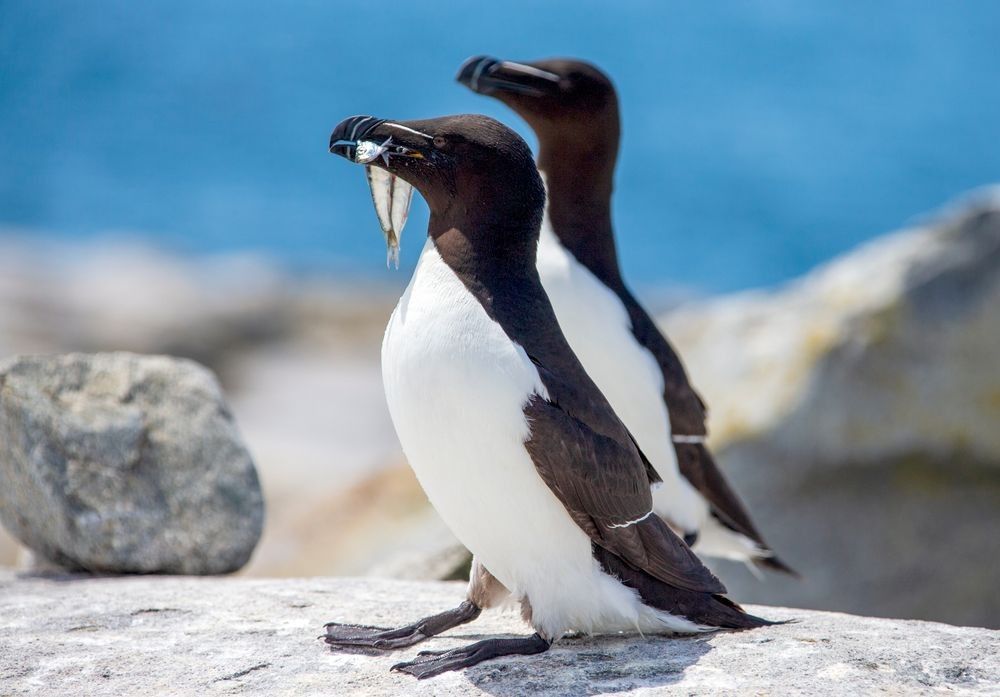 Razorbill carrying fish across rocky seabird colony at Machias Seal Island during breeding season