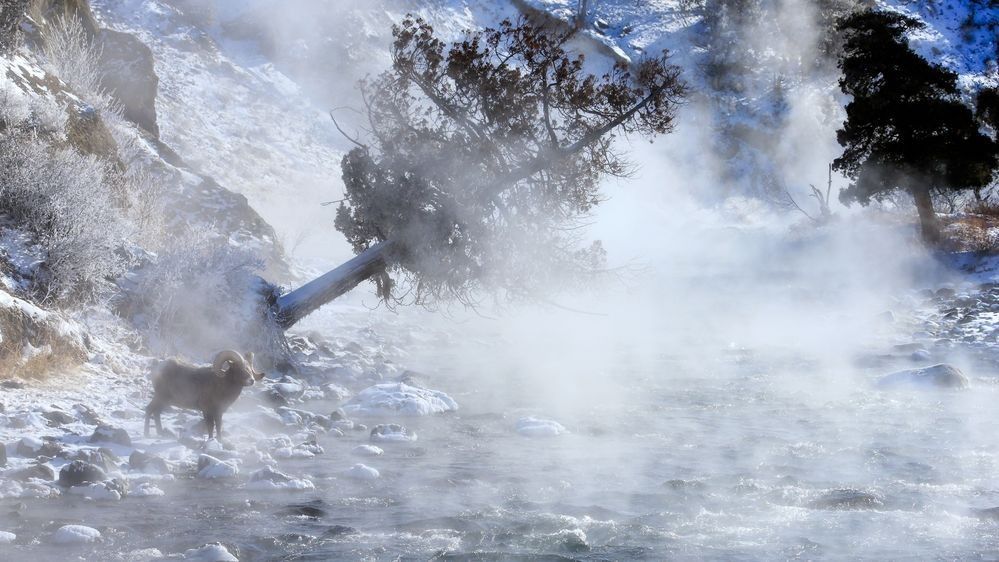 Bighorn sheep beside the steamy Gardiner River in Yellowstone National Park photographed by Robbie George