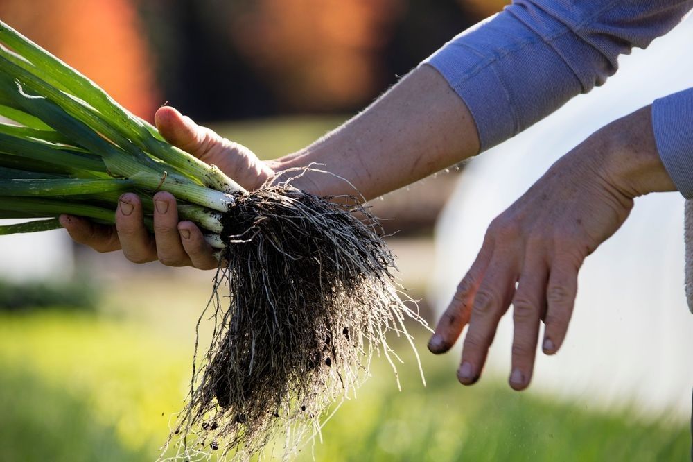 Freshly harvested green onions with exposed roots illustrating plant electrophysiology, root signaling, membrane voltage, ion transport, and living bioelectric communication.