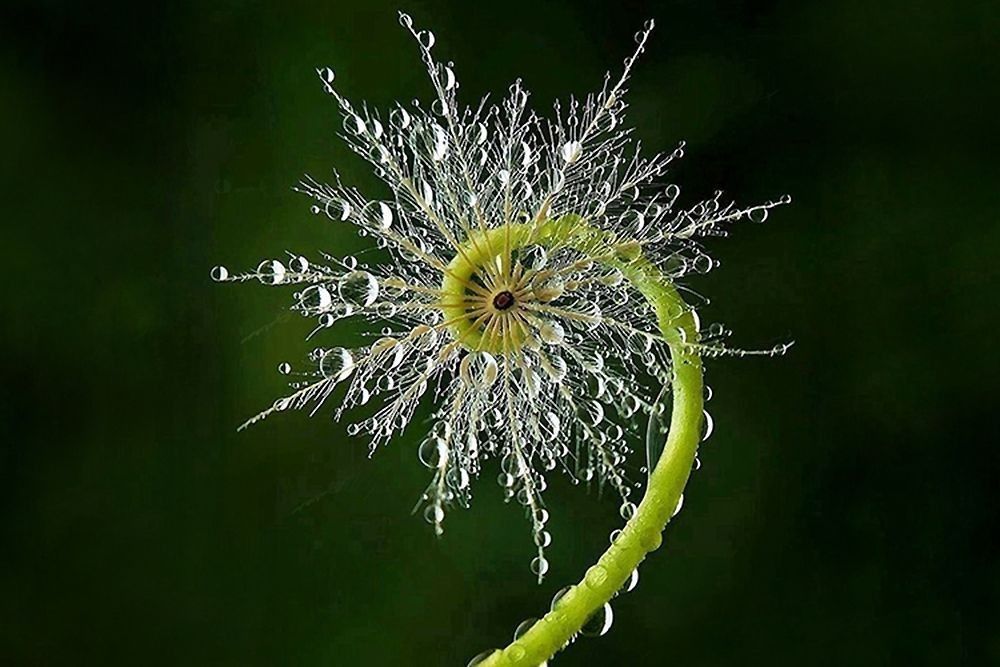Young fern unfurling in a graceful spiral with morning dew, illustrating Fibonacci growth, natural spirals, plant development, and the mathematics of living systems.