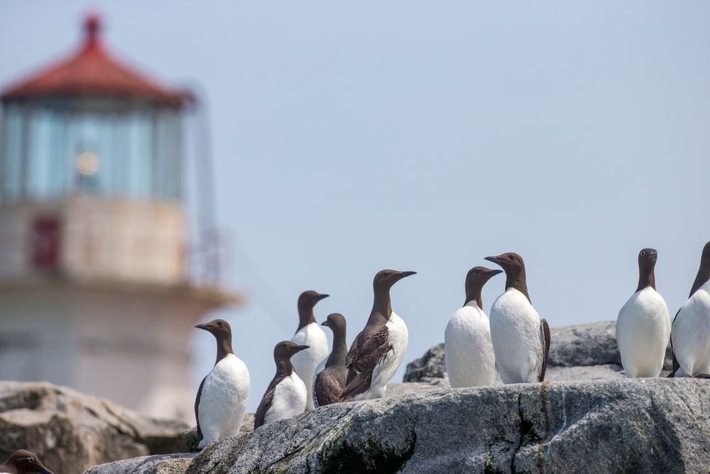 Atlantic puffins standing together on rocky breeding colony habitat at Machias Seal Island