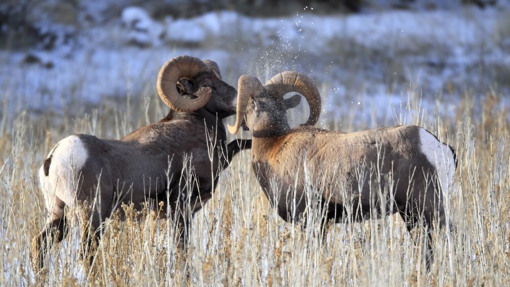 Two Bighorn Sheep rams sparring in snowy mountain grassland photographed by Robbie George