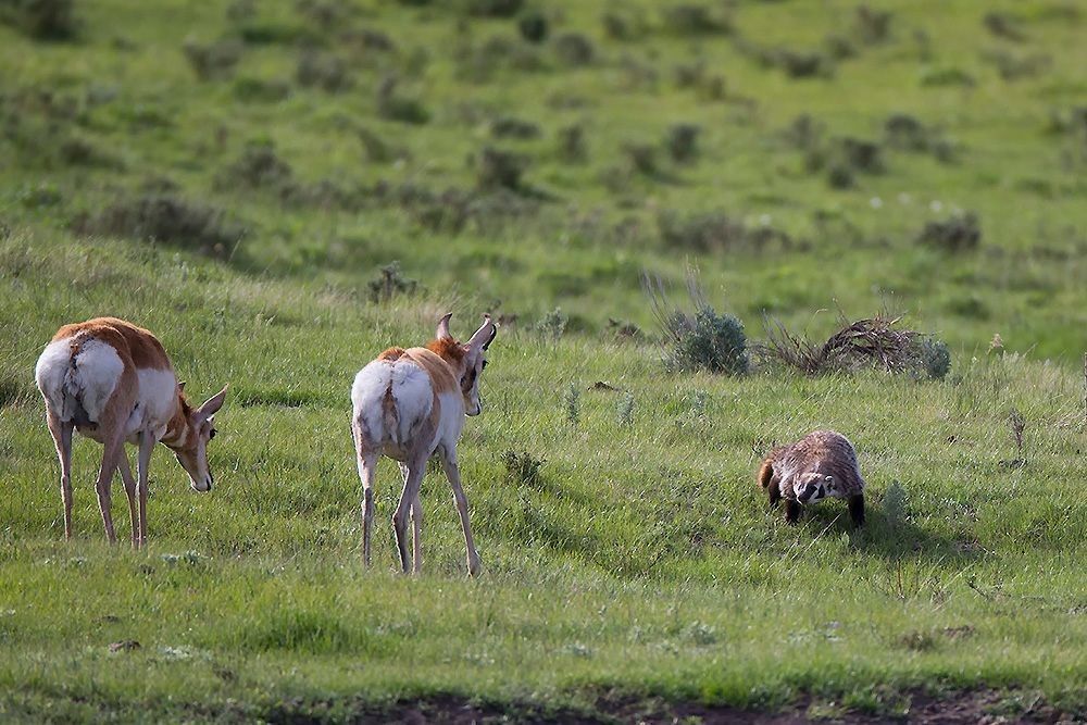 Pronghorn reacting to American badger in open grassland showing surface and subsurface ecosystem dynamics across the plains