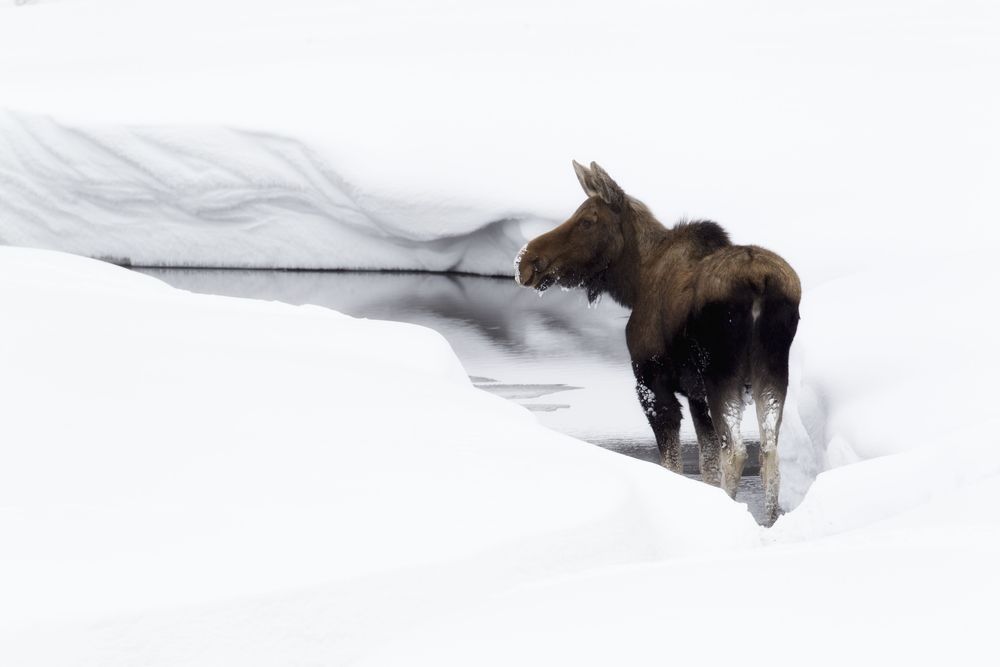Moose standing beside a snowy river corridor in Yellowstone National Park photographed by Robbie George