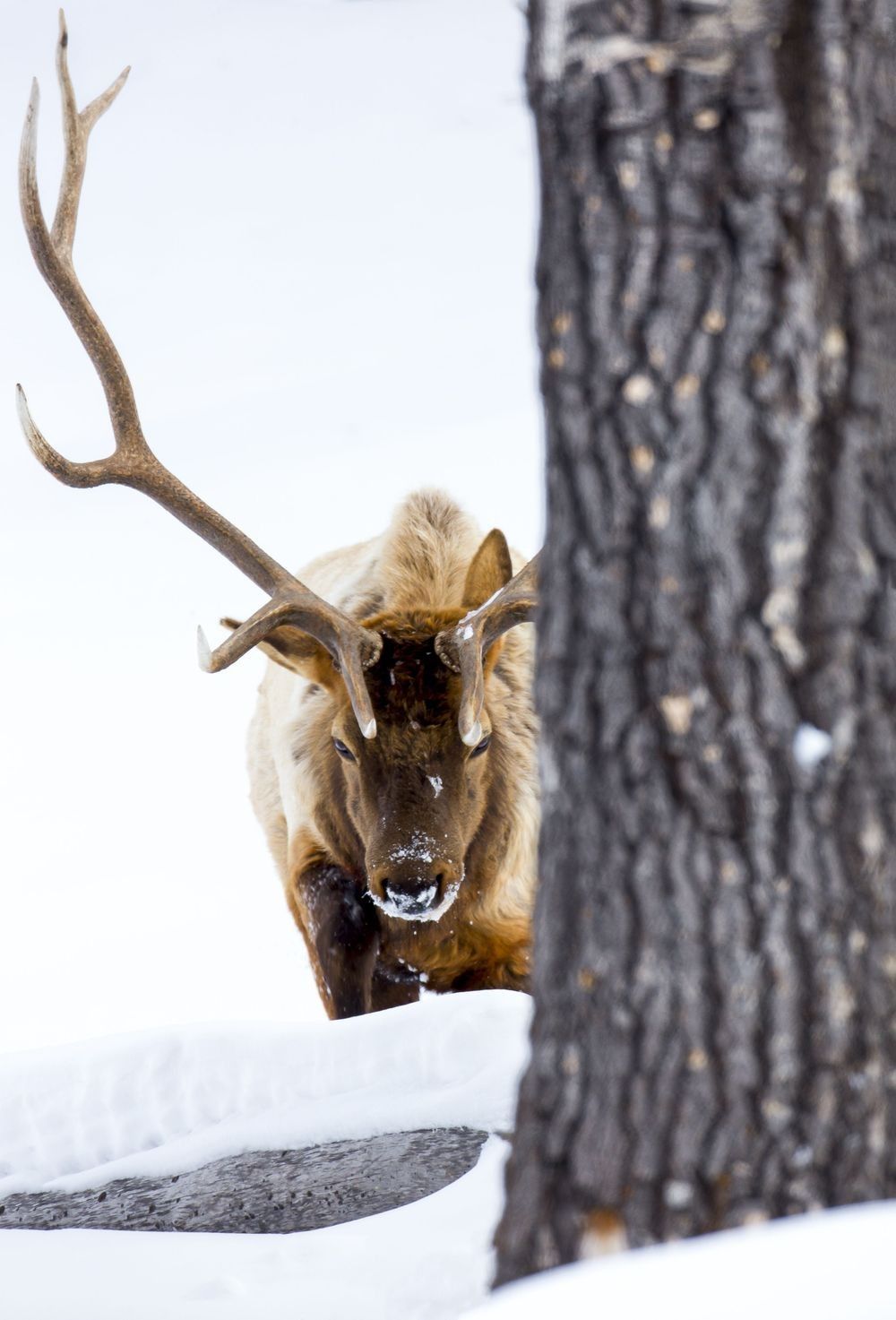 Bull elk moving through deep winter snow beside a tree in a North American forest habitat photographed by Robbie George