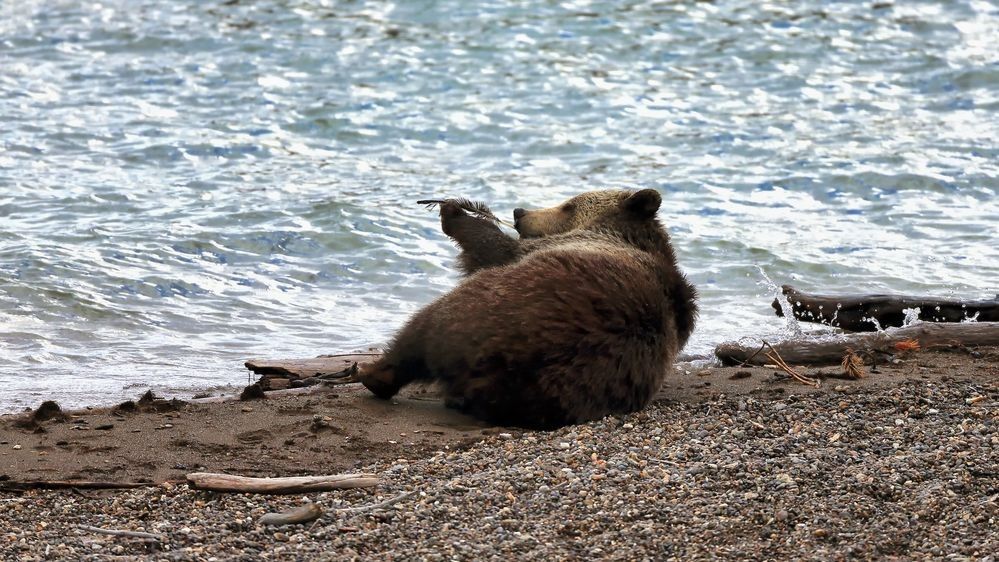 Grizzly bear sitting along a lakeshore, showing body posture and movement patterns that translate into bear track structure and gait behavior — photographed by Robbie George