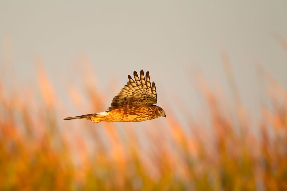 Northern harrier flying low over coastal marsh grasses at Chincoteague National Wildlife Refuge