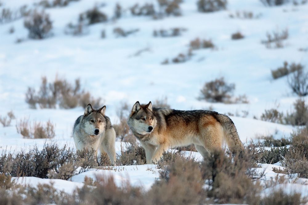Gray wolves moving through a snowy landscape photographed by Robbie George