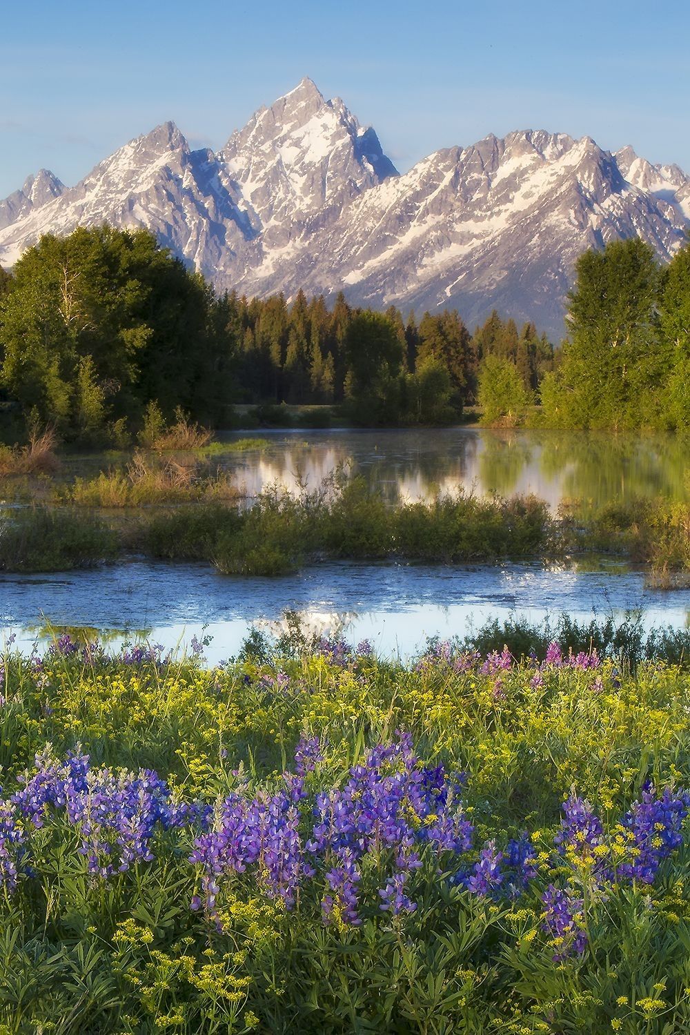 Teton Range reflected in wetland water with spring wildflowers, forest edge, and mountain habitat in Grand Teton National Park