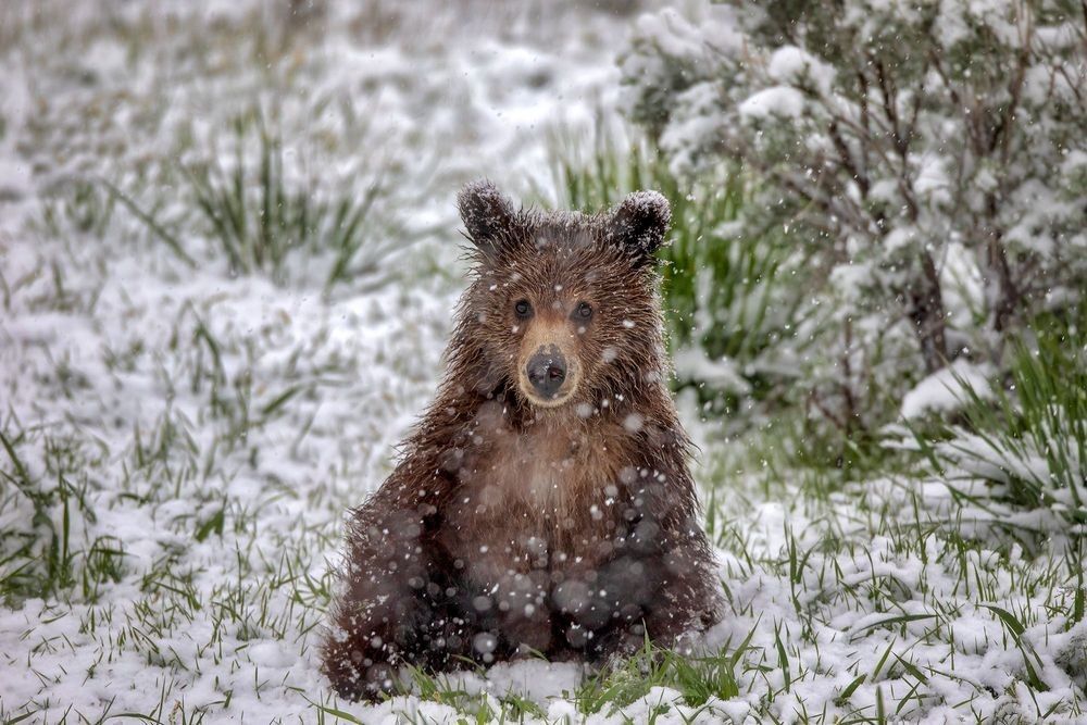 Grizzly bear cub sitting in spring snowfall in Yellowstone National Park photographed by Robbie George