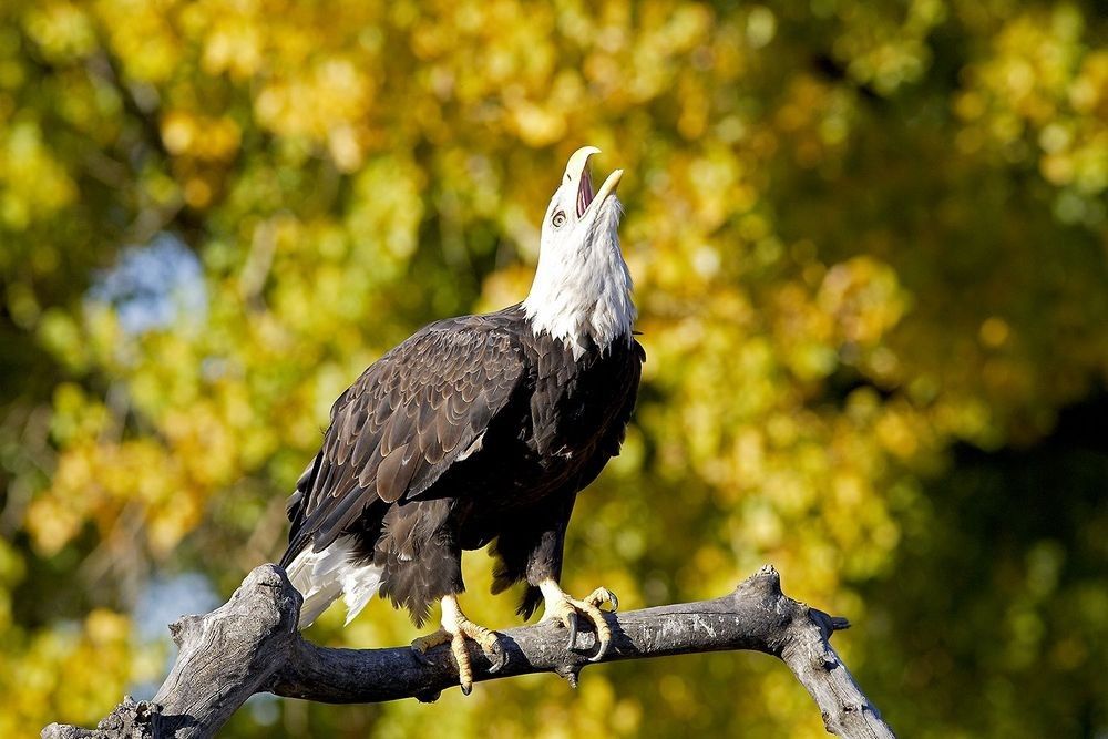 Bald eagle calling in autumn with golden fall foliage background showing seasonal wildlife behavior and transition