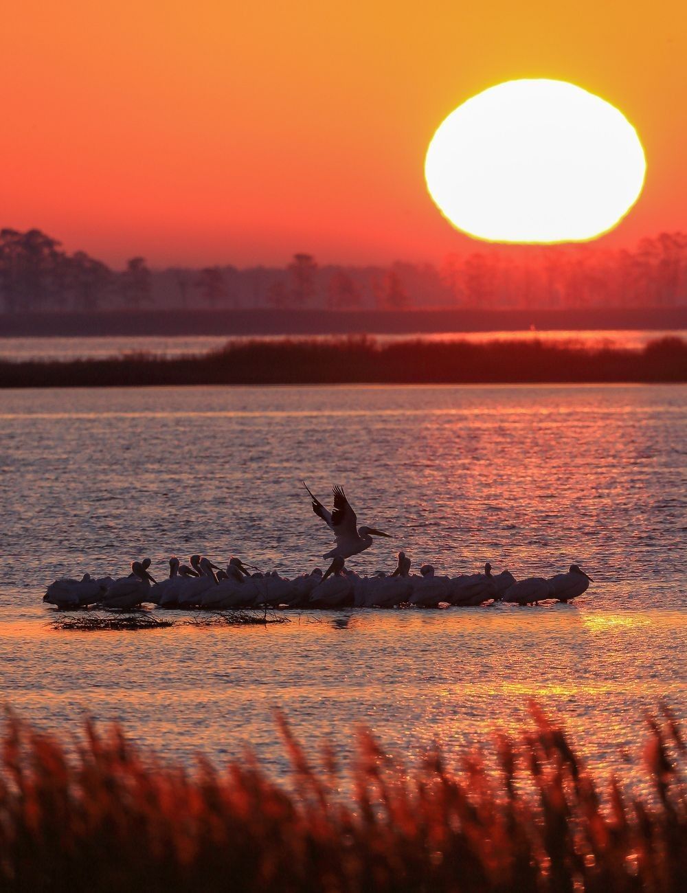 Sunrise over reflective marsh wetlands at Blackwater National Wildlife Refuge photographed by Robbie George