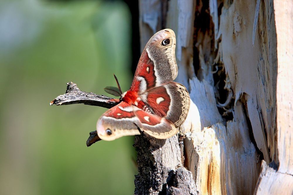 Glovers Silk Moth resting on weathered bark showing camouflage, wing pattern geometry, and nocturnal moth ecology in North America