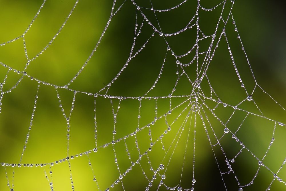 Water droplets beading along the radiating and curved strands of a spiderweb against a soft green background.