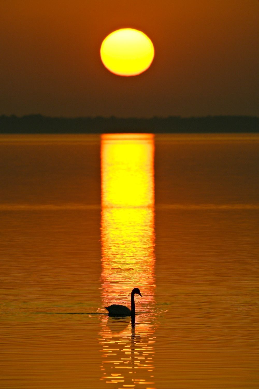 Tundra swan swimming across golden sunrise reflections on Lake Mattamuskeet in North Carolina