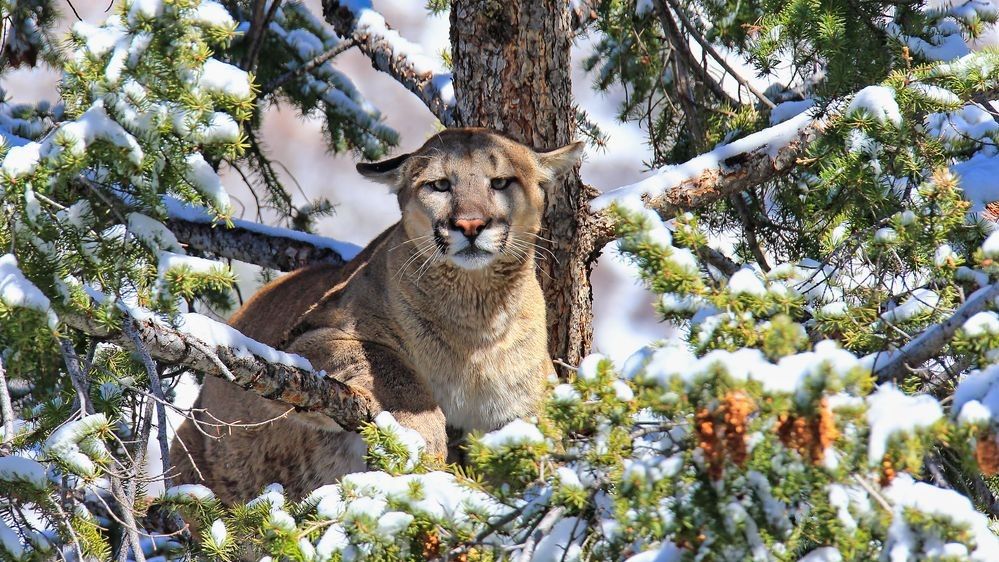 Mountain Lion in snowy forest habitat representing the apex predator whose tracks reveal presence, movement, and behavior in the wild — photographed by Robbie George