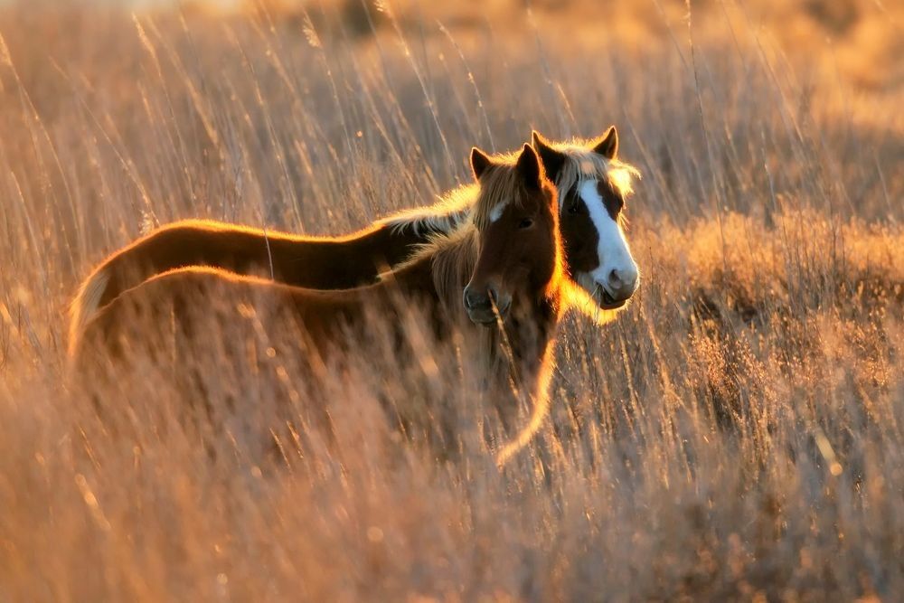 Wild horses standing in coastal grasses at Chincoteague National Wildlife Refuge during golden light