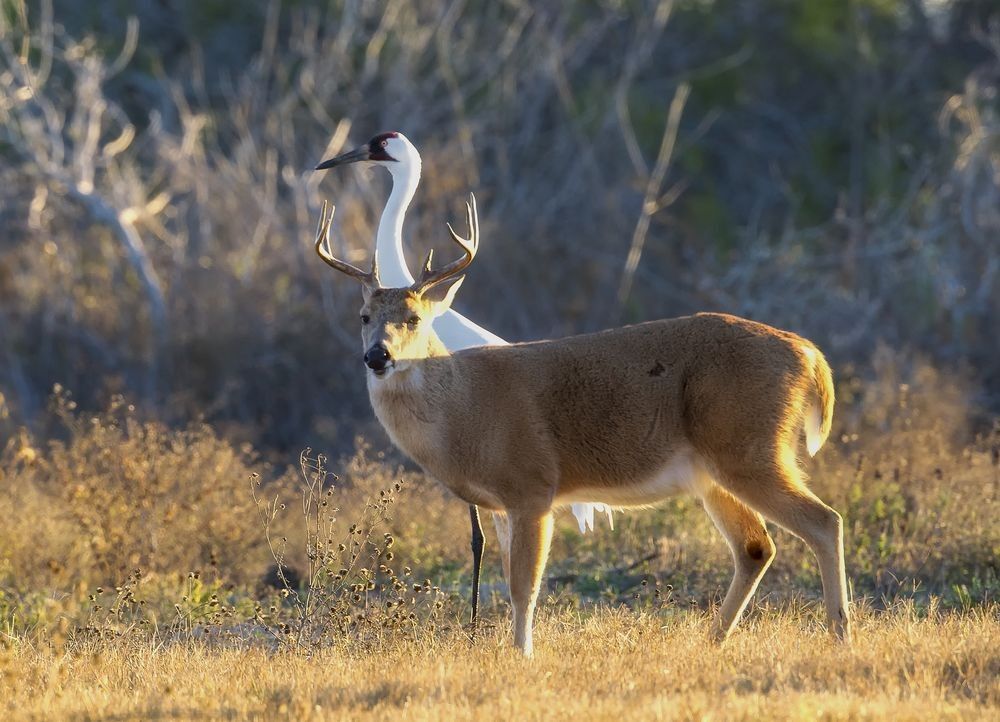 Whooping Crane standing in a golden wetland field alongside a white-tailed deer, showing habitat overlap and ecosystem interaction — photographed by Robbie George