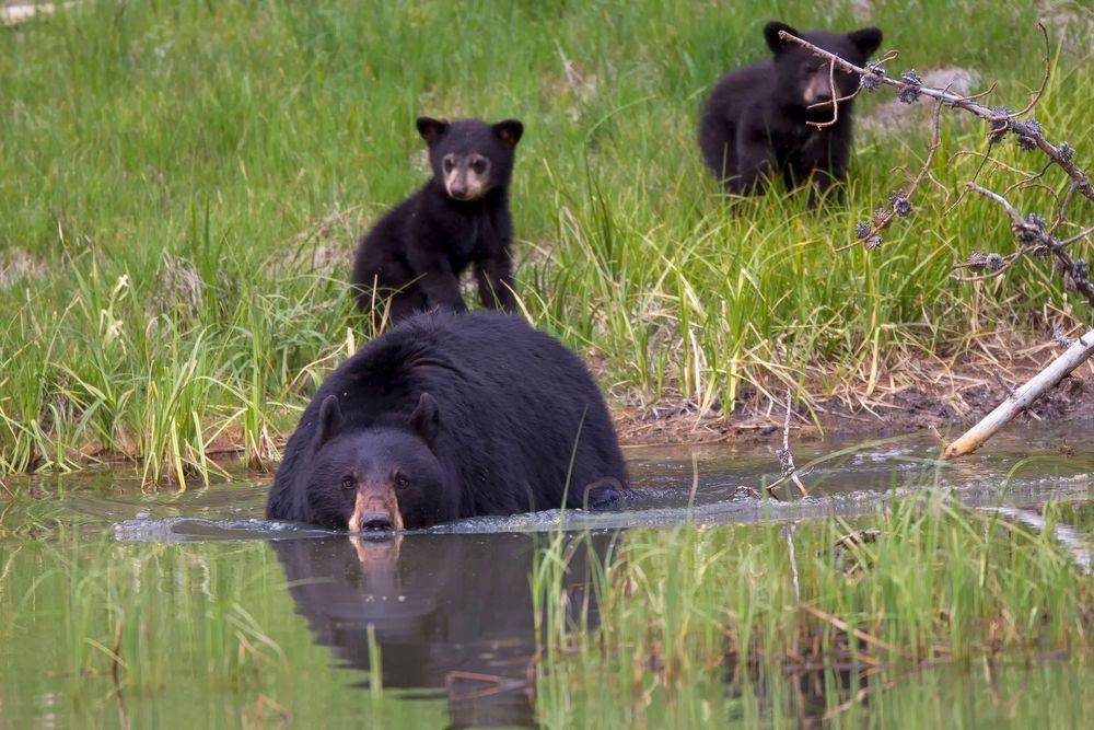 Black bear mother swimming through spring wetland water with two cubs in green marsh habitat