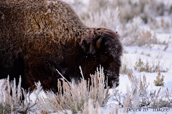 Wildlife
