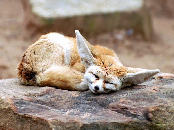 WILDLIFE