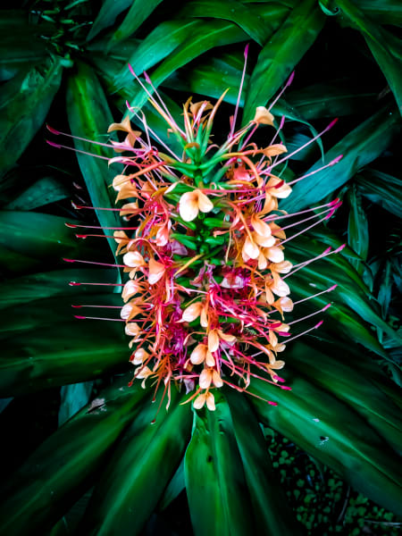 FLOWERS & PLANTS