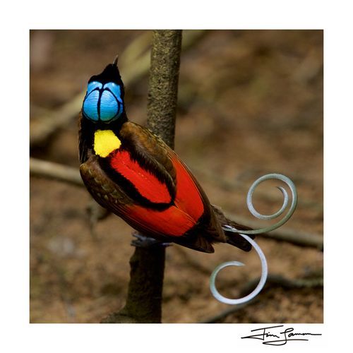 A new species of birds-of-paradise in display, available as wall art.