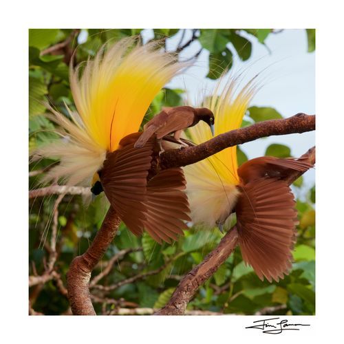 Photograph of a new birds of paradise species for sale. Vogelkop