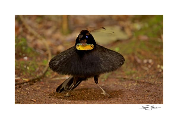 Tim Laman | Birds of Paradise Wall Art