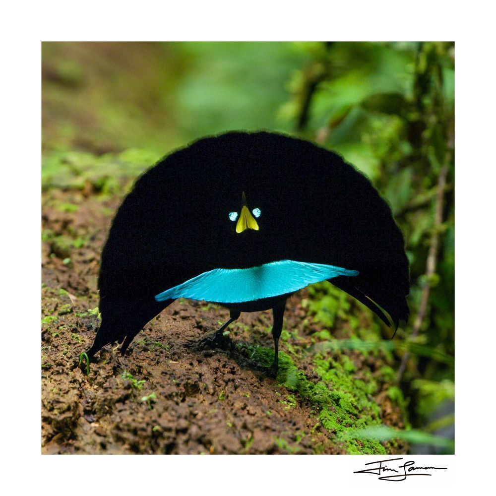 A new species of birds-of-paradise in display, available as wall art.