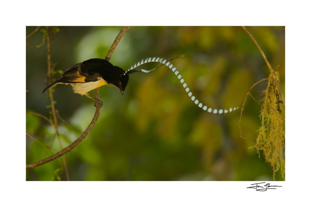 King-of-Saxony Bird-of-Paradise bouncing on a vine.