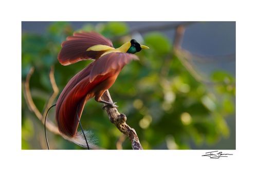 Photograph of a new birds of paradise species for sale. Vogelkop