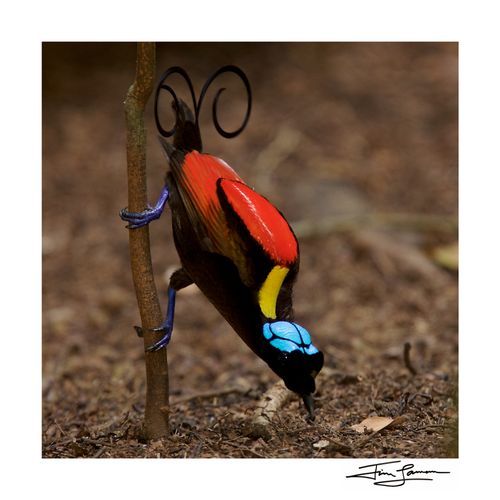 A new species of birds-of-paradise in display, available as wall art.