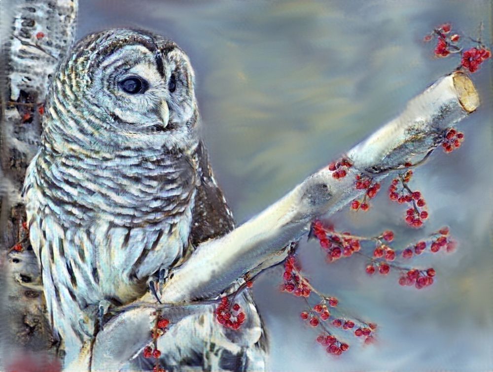 Winter Owl Art | Carey Jane Art
