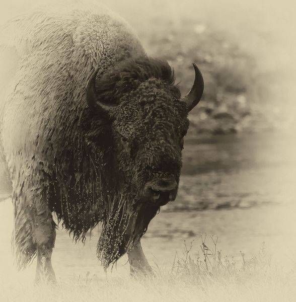 Wildlife