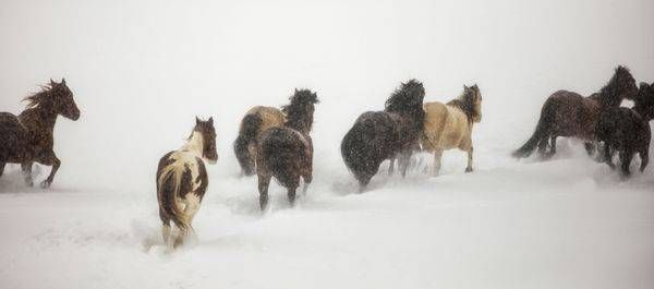 Horses