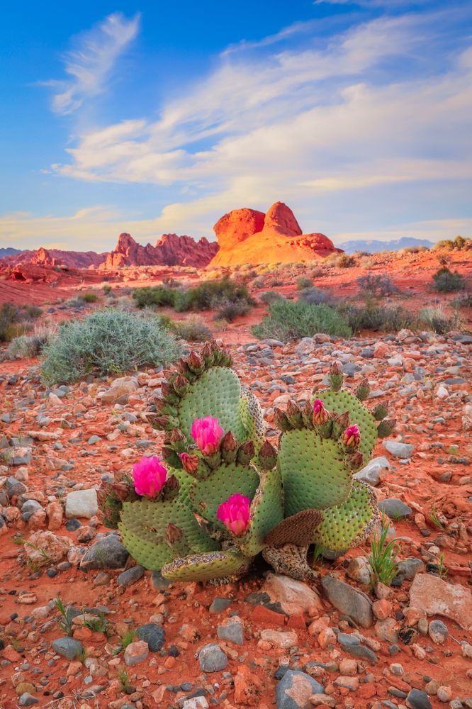 desert cactus flower