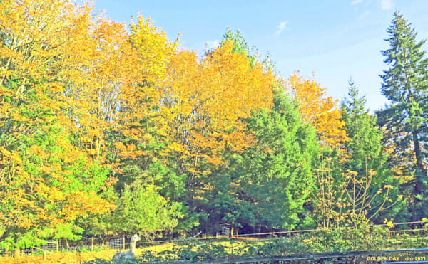 Trees